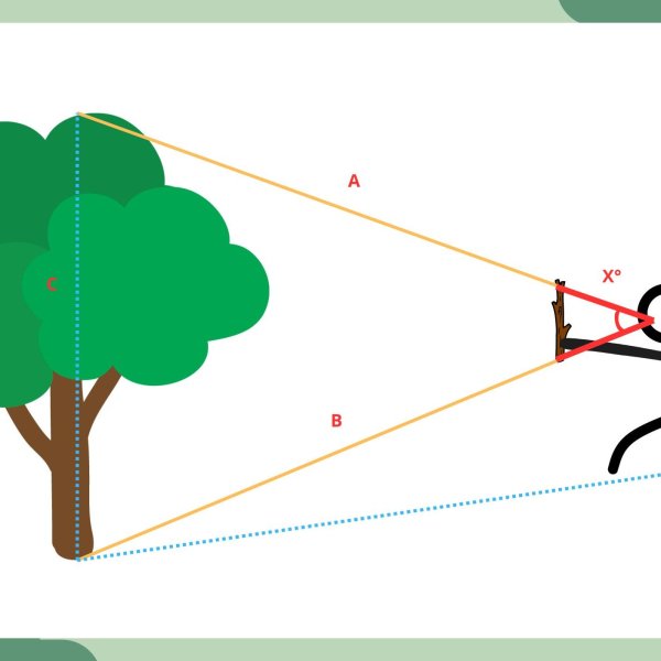 Calculer la hauteur d'un arbre
