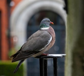 Pigeon_ramier_Pall_Csongor.jpg