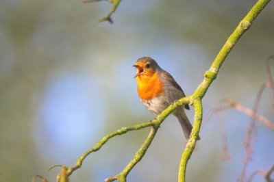 naturebranchbirdflowerwildlifebeak1392906pxhere.com.jpg