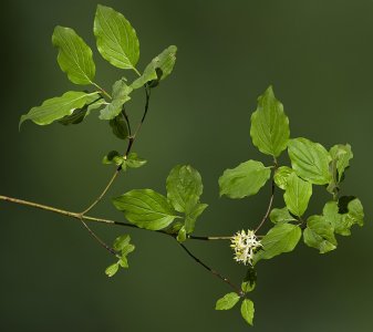 MHNT_Cornus_sanguinea__leaves_and_flowers.jpg