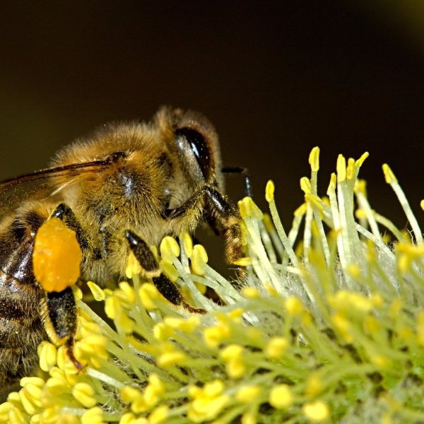 HOTEL A INSECTES