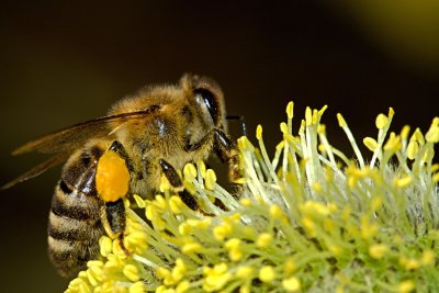 bee18192_1280.jpg