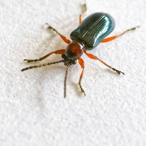 Les insectes 1