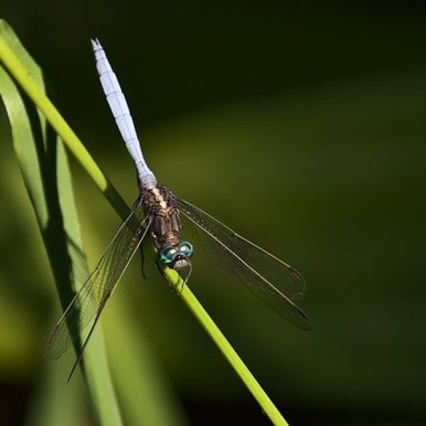 Les insectes 2