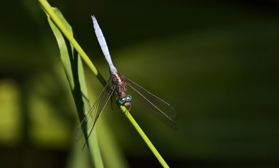dragonfly7922071_640.jpg