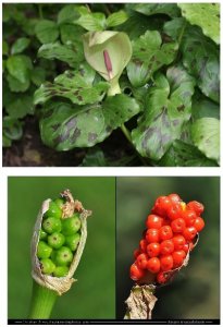 Arum_3.jpg