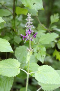Stachys_sylvatica_Virginie_Ramon.jpg