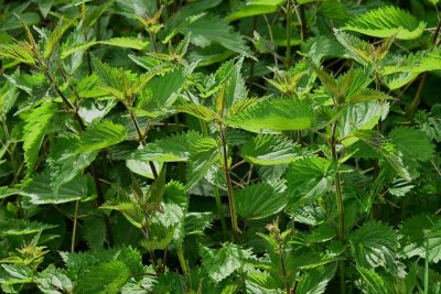 nettle785292_640.jpg