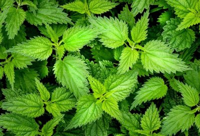 nettle2564588_640.jpg