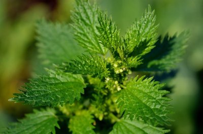 nettle4573932_640.jpg