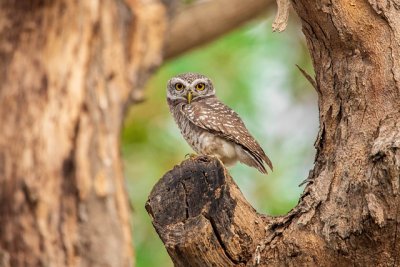 spottedowlet5093773_640.jpg