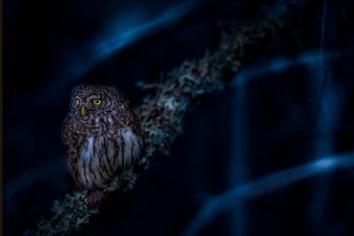 eurasianpygmyowl6673562_640.jpg