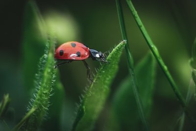 ladybug7284337_640.jpg