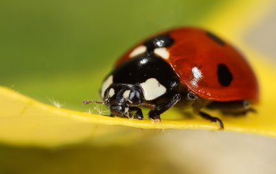 Coccinelle_Gido_CCBYSA2.0.jpg