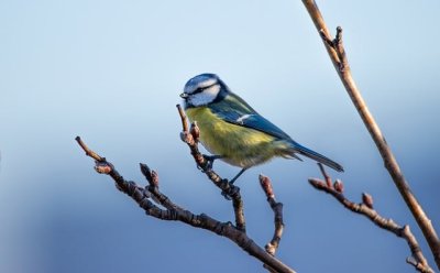 bluetit8521052_640.jpg