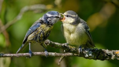 bluetit8041988_640.jpg