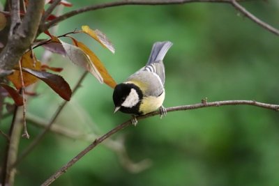 greattit7972133_640.jpg