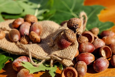 acorns1710577.jpg