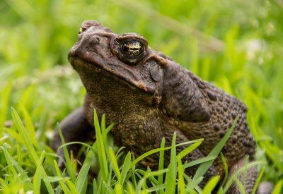 canetoad5537940_960_720.jpg
