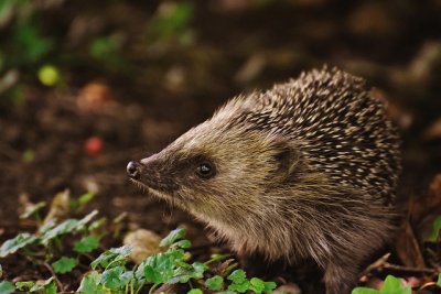 hedgehogchild1696328_640.jpg