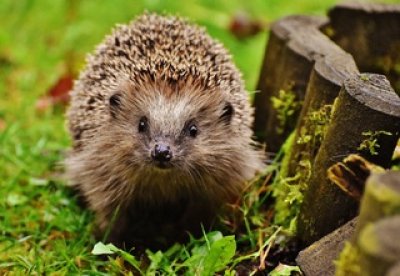 naturepricklyanimalcutewildlifemeal399267pxhere.com.jpg