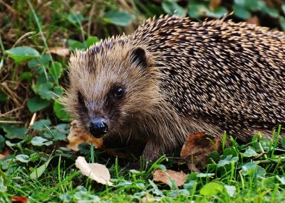 hedgehog1670707_640.jpg