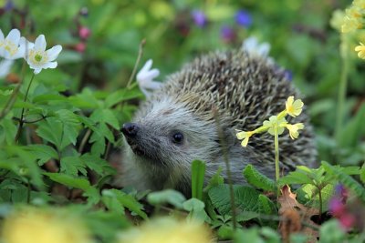 hedgehog548335_640.jpg