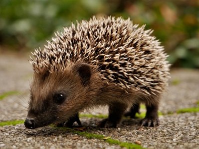 hedgehog5476447_640.jpg