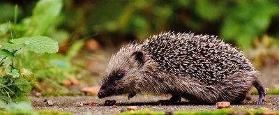 hedgehogchild1701544_640.jpg