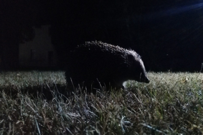 herisson_nocturne.png