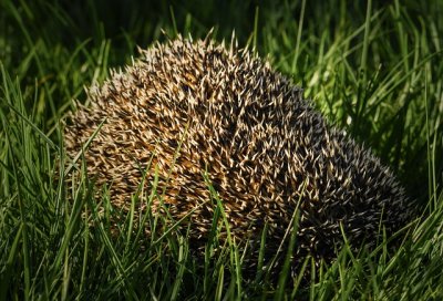 hedgehog7201127_640.jpg