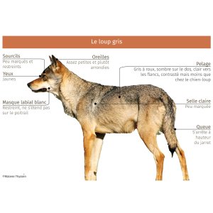 Loupgris_.jpg