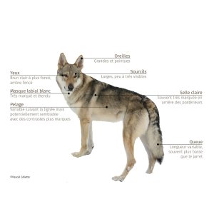 Chien_loup_.jpg