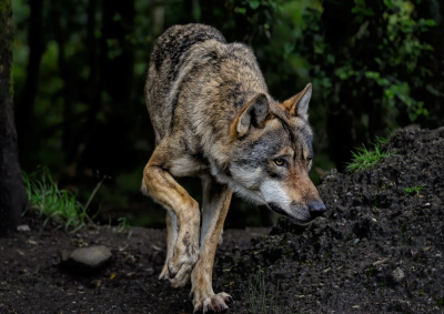 ambquinnwolf8199785_1920.png