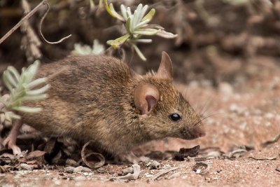 fieldmouse3311668_640.jpg