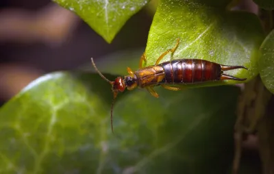europeanearwig47395195812.webp