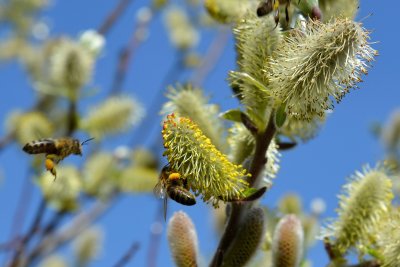 willowcatkin502575.jpg