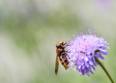 hoverfly3500948_640.jpg