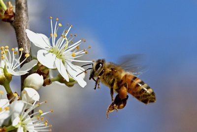 honeybee7106527_640.jpg