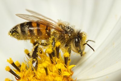 bee7413333_640.jpg