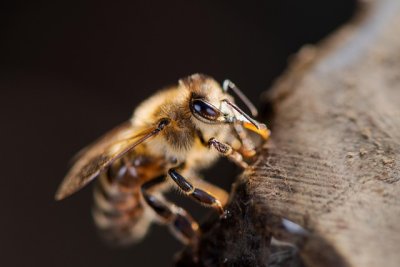westernhoneybee7631244_640.jpg