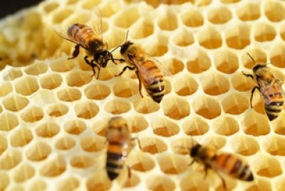 honeypatternpollengoldeninsectfauna964037pxhere.com.jpg