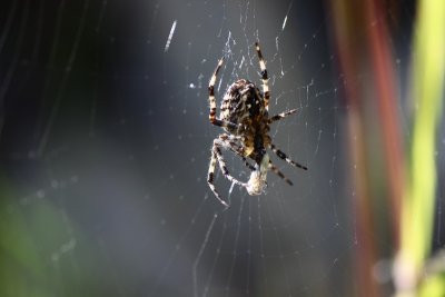 naturemacroclosefaunainvertebratespiderweb489936pxhere.com.jpg