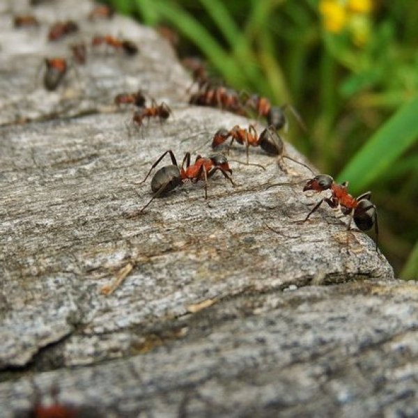 Les fourmis 1