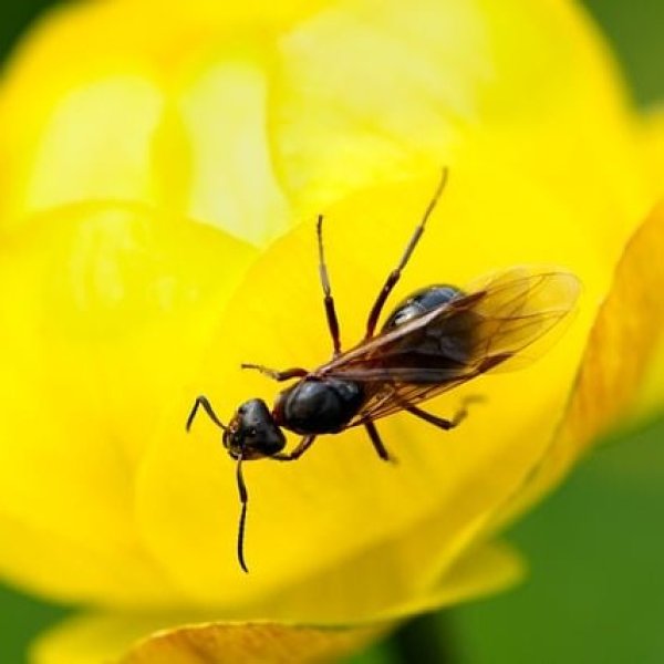 Les fourmis 2