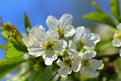 appleblossom4168964.jpg