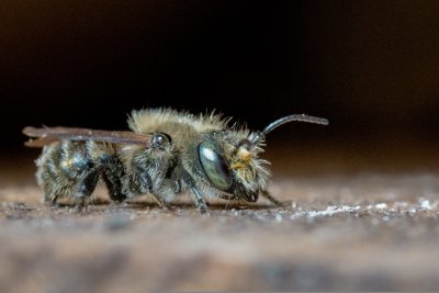 osmia1161410.jpg