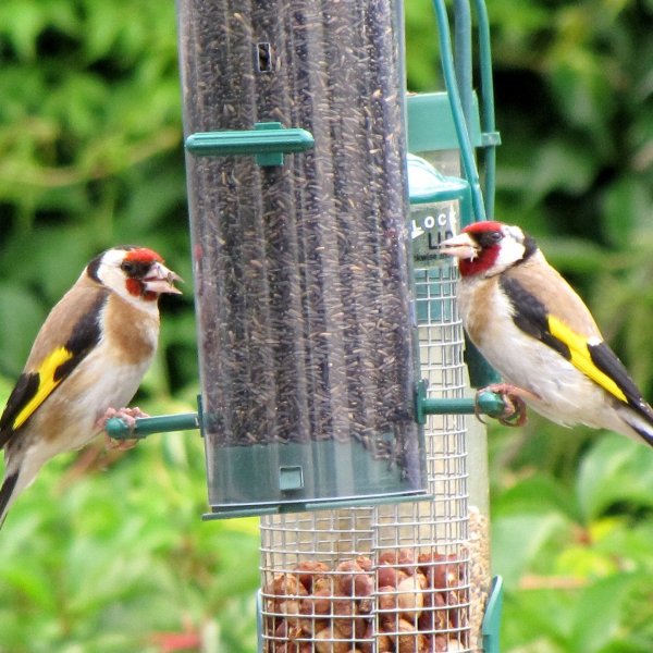 Nourrir les oiseaux 1