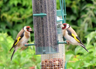 LancerMangeoire_Carduelis_carduelis_United_Kingdom_two_at_garden_bird_feeder8_20181211113122_20181211113232.jpg
