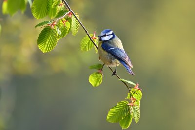 bluetit7965696.jpg